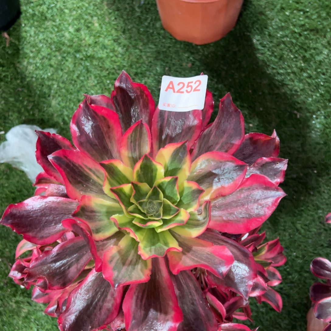 252，媚影多肉植物法师