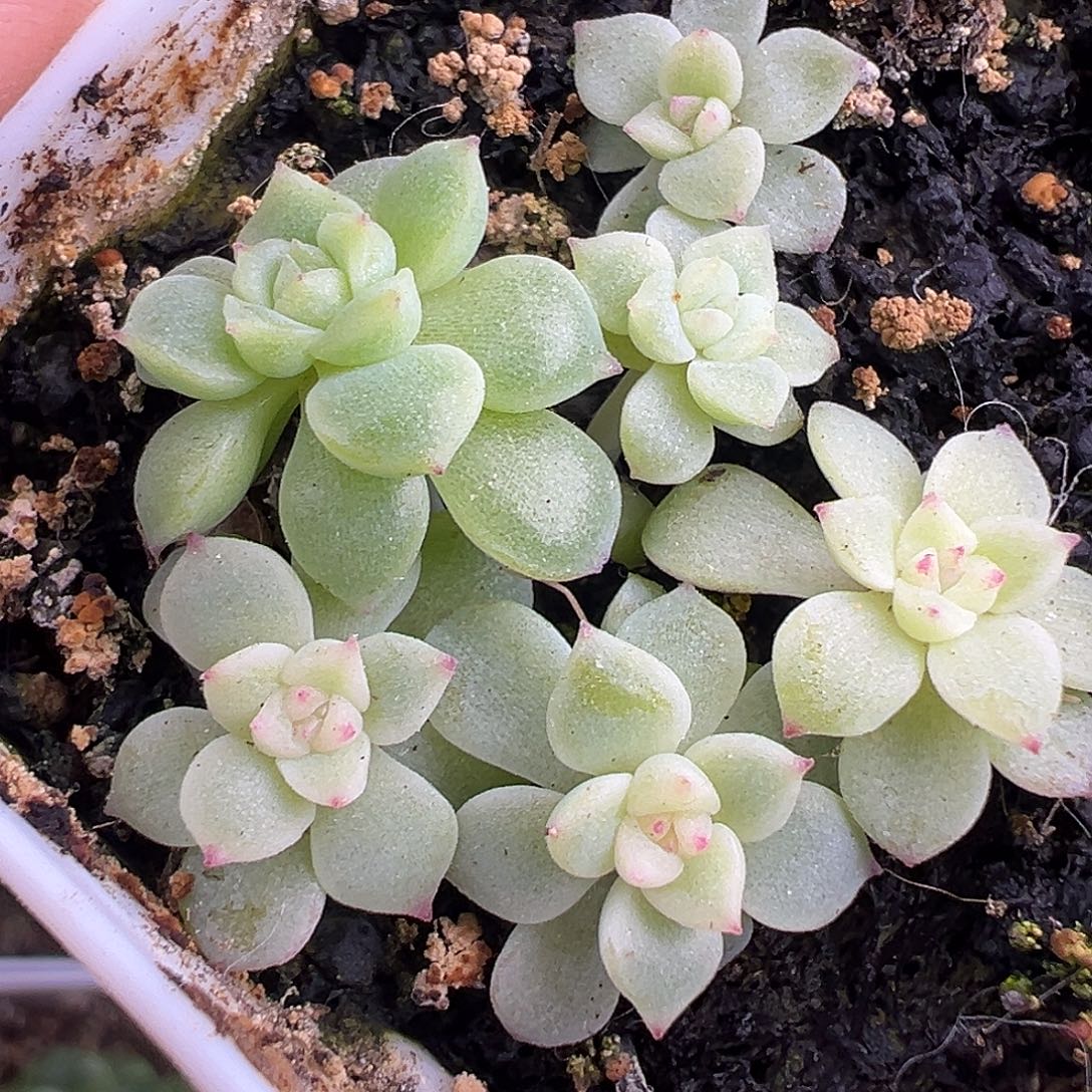财富密码甜言 一盆。  