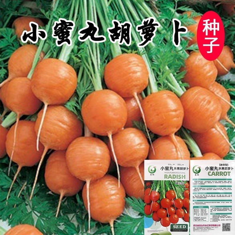 小蜜丸水果胡萝卜种子【迷你型】迷你水果萝卜种蔬菜种子阳台可种