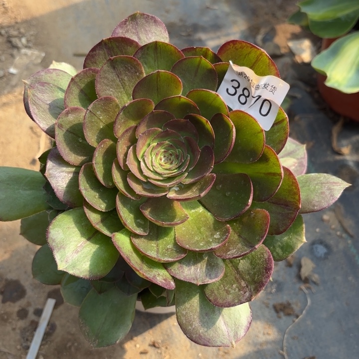 万圣节多肉法师3810