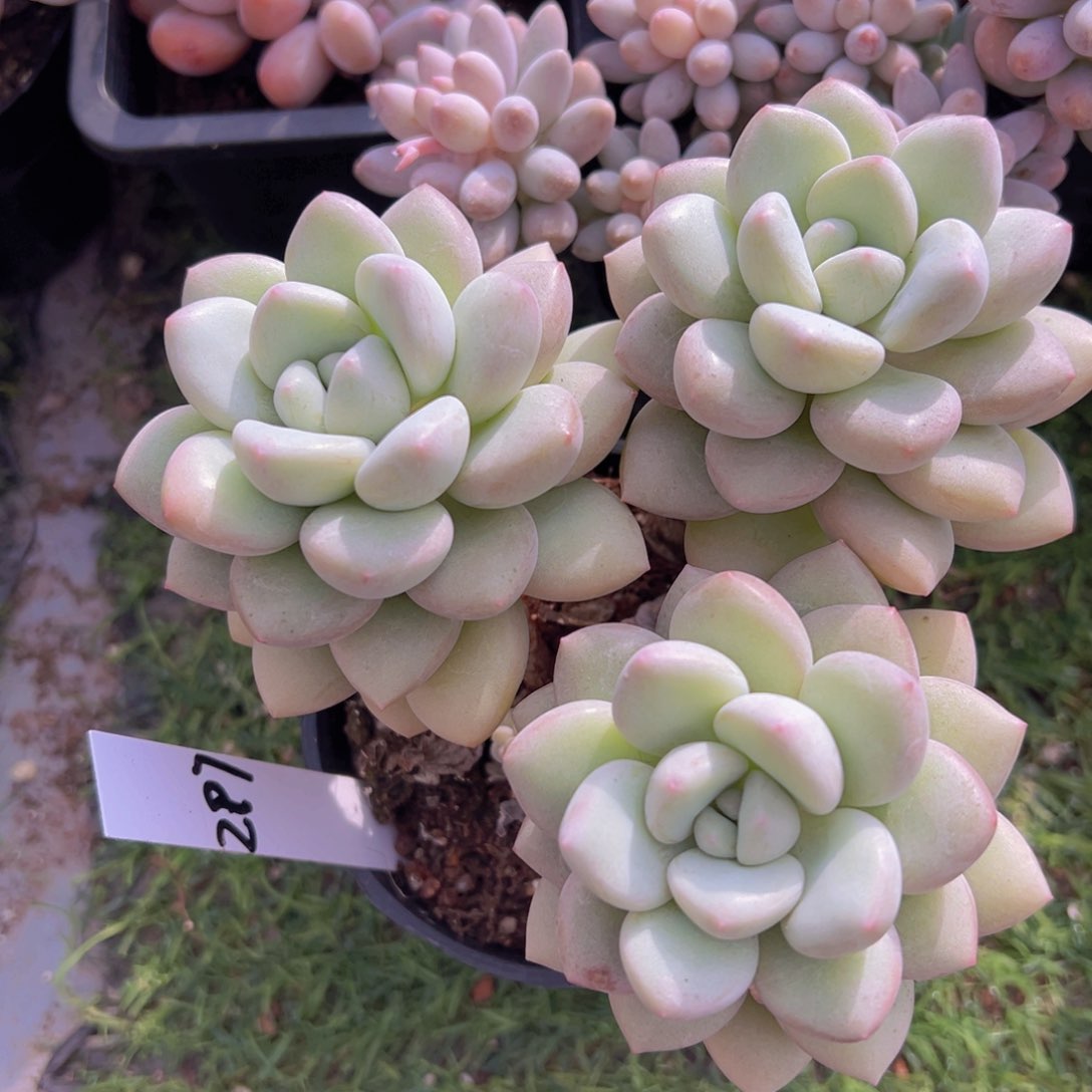 香玉的故事是一个人的故事吗笑