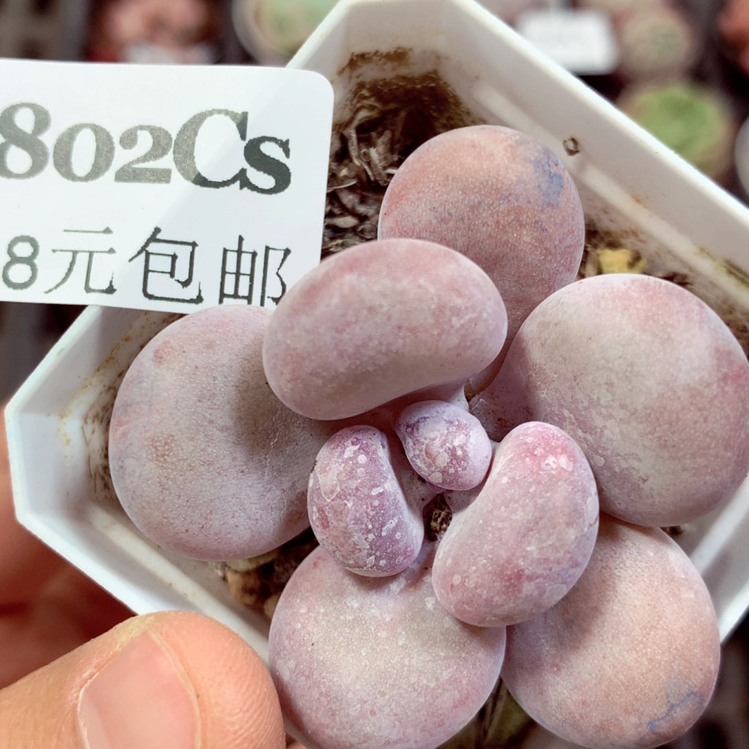 5厘米盆精控多肉802