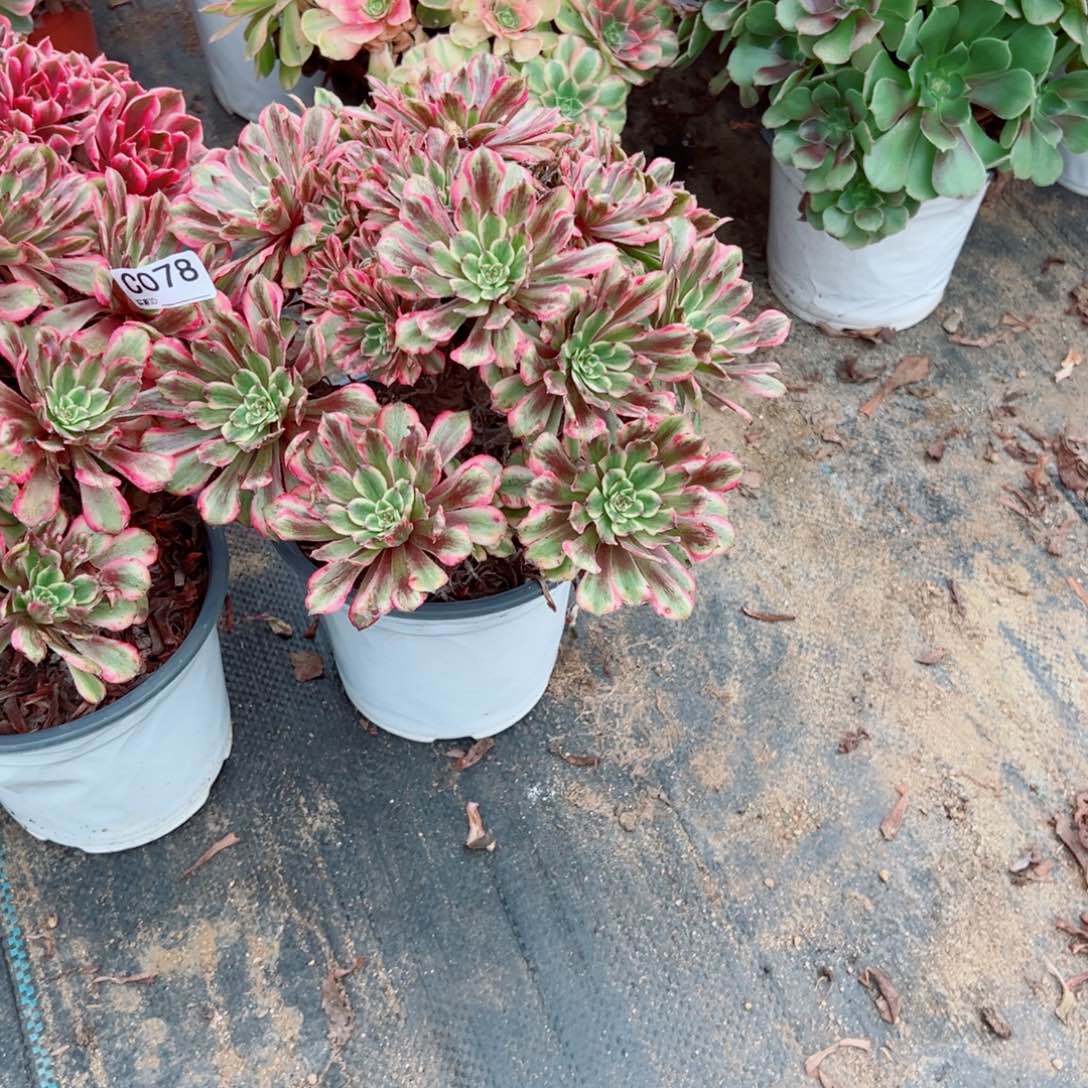 摇***摇078两颗组合多肉植物法师