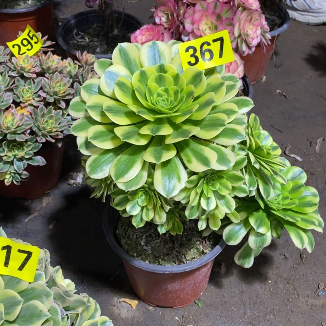 金丝翡翠多肉法师367