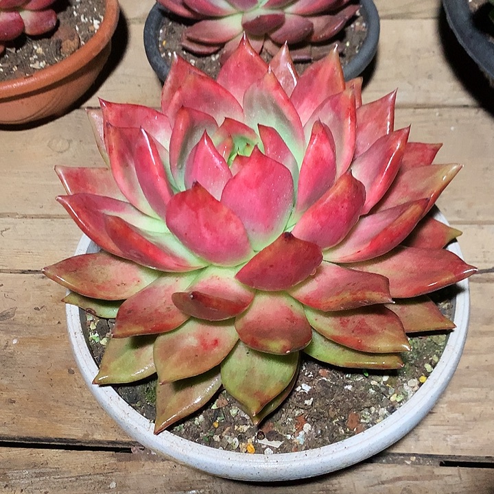 美肉特价活动开始啊