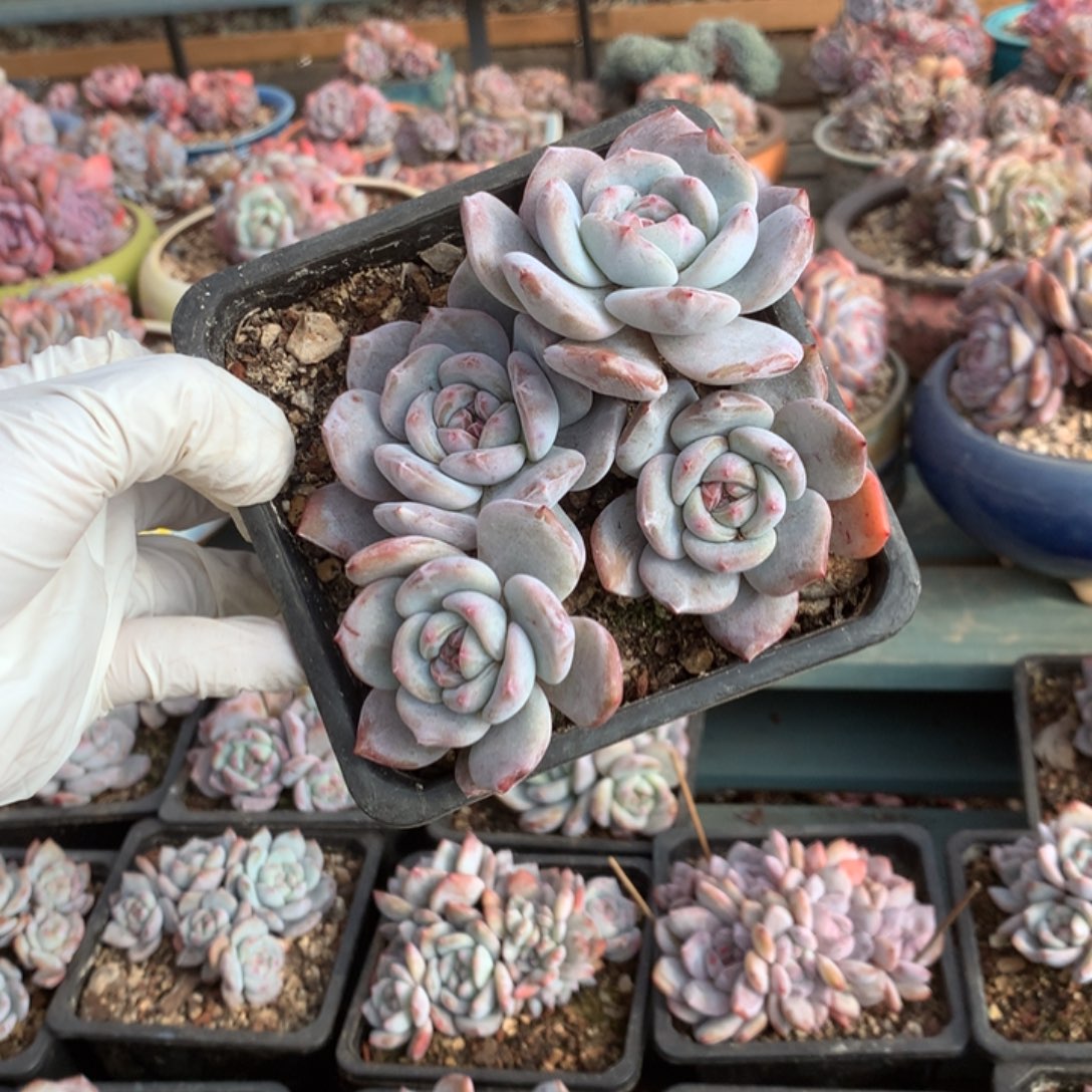 无花朵哈哈哈哈哈哈哈哈16