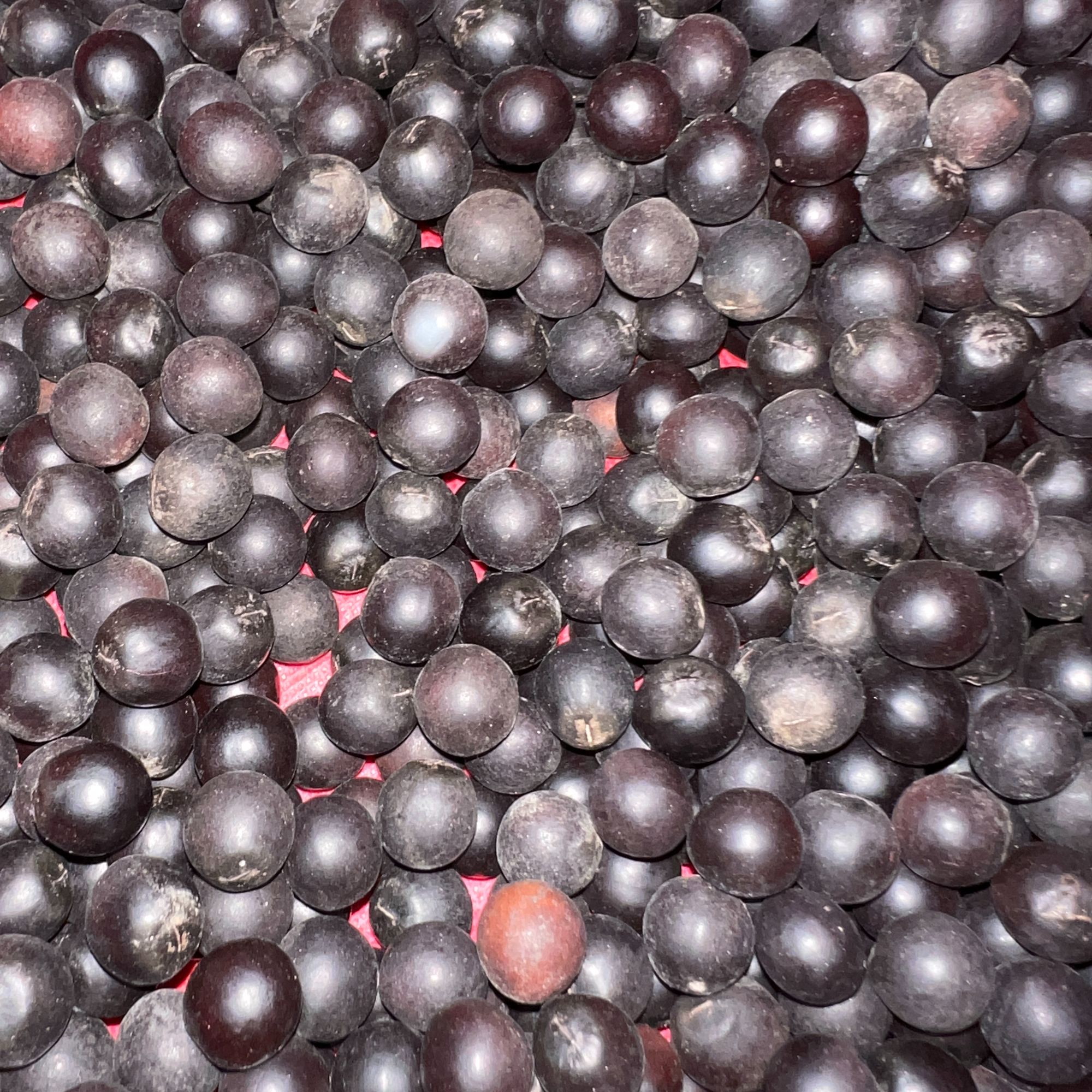 德清山上无患子去壳散珠暗红木槵子鬼见愁佛珠可代打孔