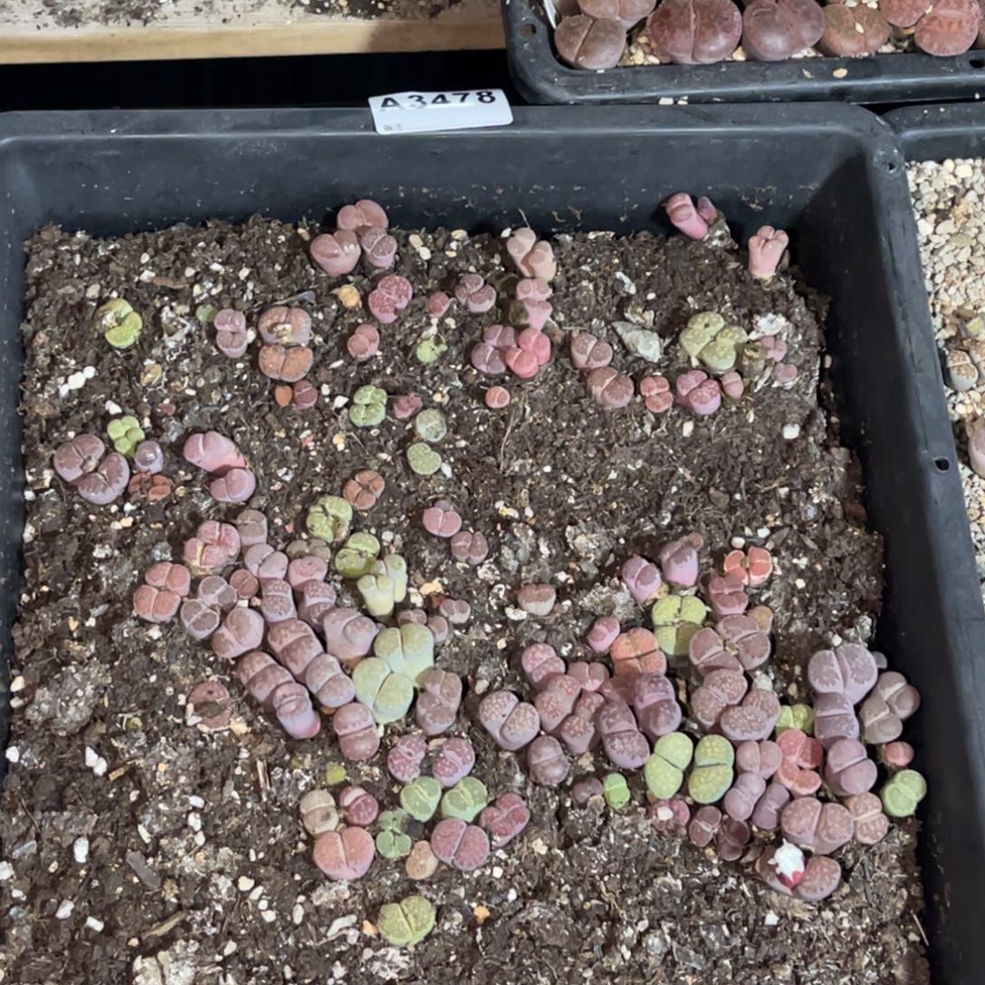 3478彩拼筐1不售后脱土