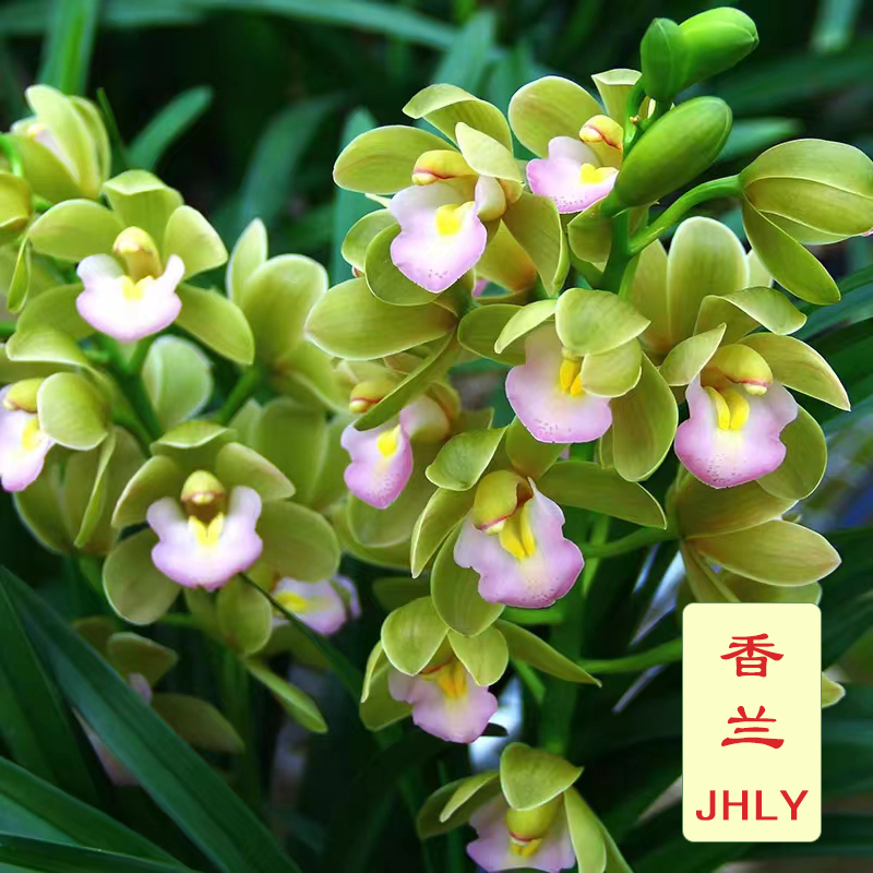 蕙兰-香兰 鲜绿色艳丽大串年宵花 花香浓郁 一串花8至18朵
