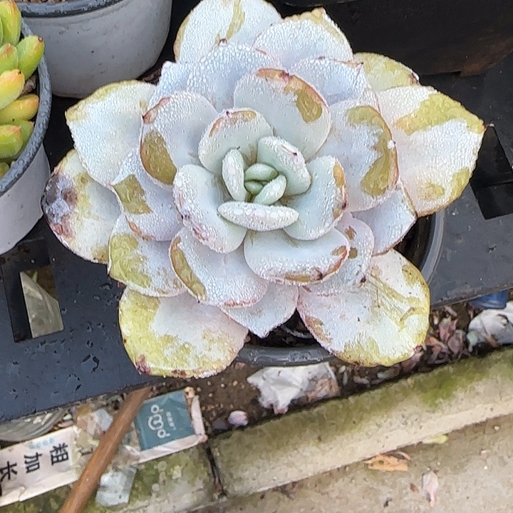 青蛙王子儿童牙膏套装11