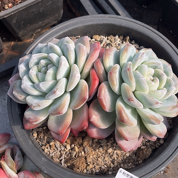 阿雅园艺。      1236冰玉大双