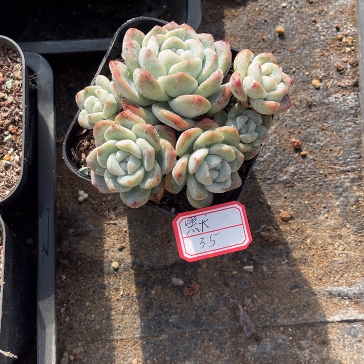 默***冰玉多肉十方盆6头