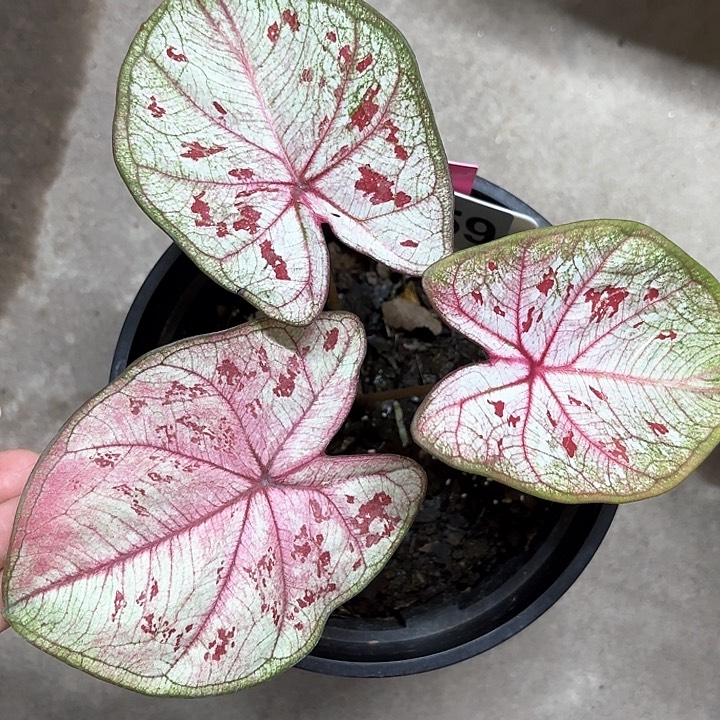 59-0212甜心彩叶芋广东现货