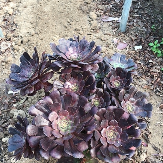 海***空萝莉法师00000005