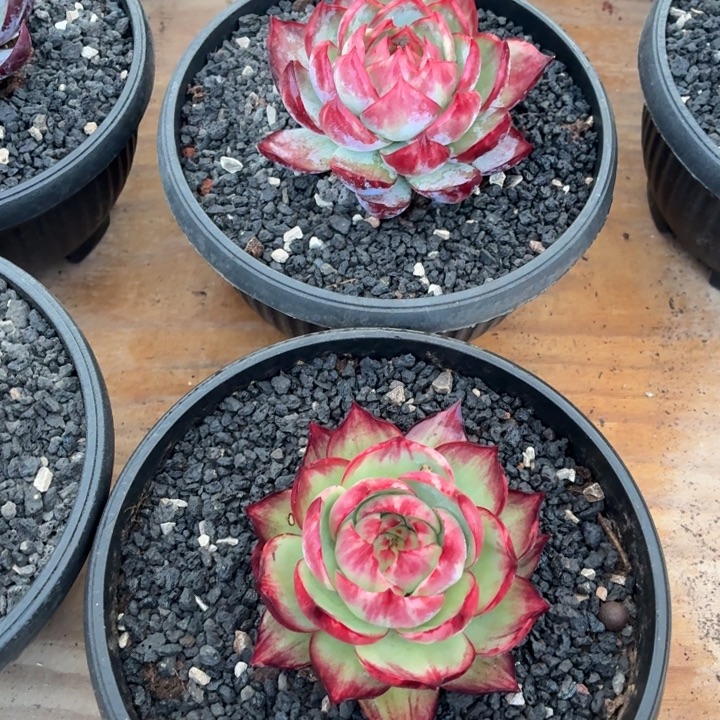 佳****多肉植物惊鸿仙子