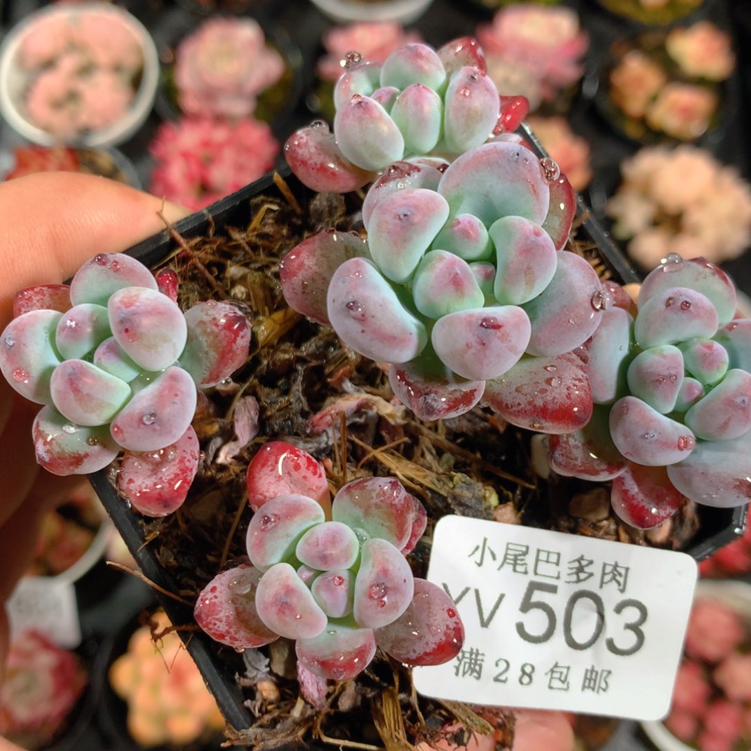 5CM拇指盆精控多肉YV503