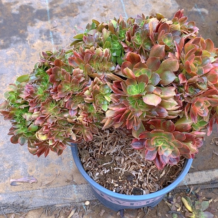 开***姐红樱桃一颗缀化多肉植物