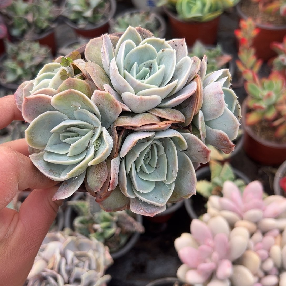 多肉植物群生蓝色惊喜