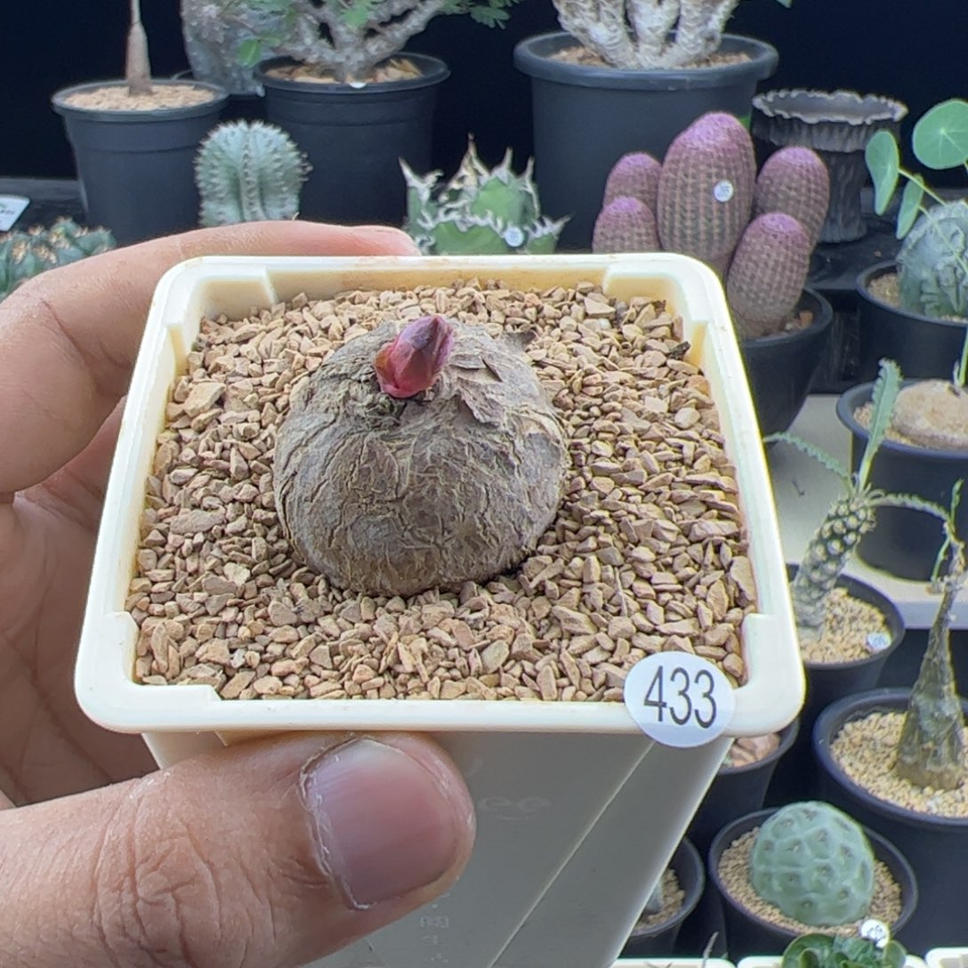 E***L玫瑰大戟一物一拍