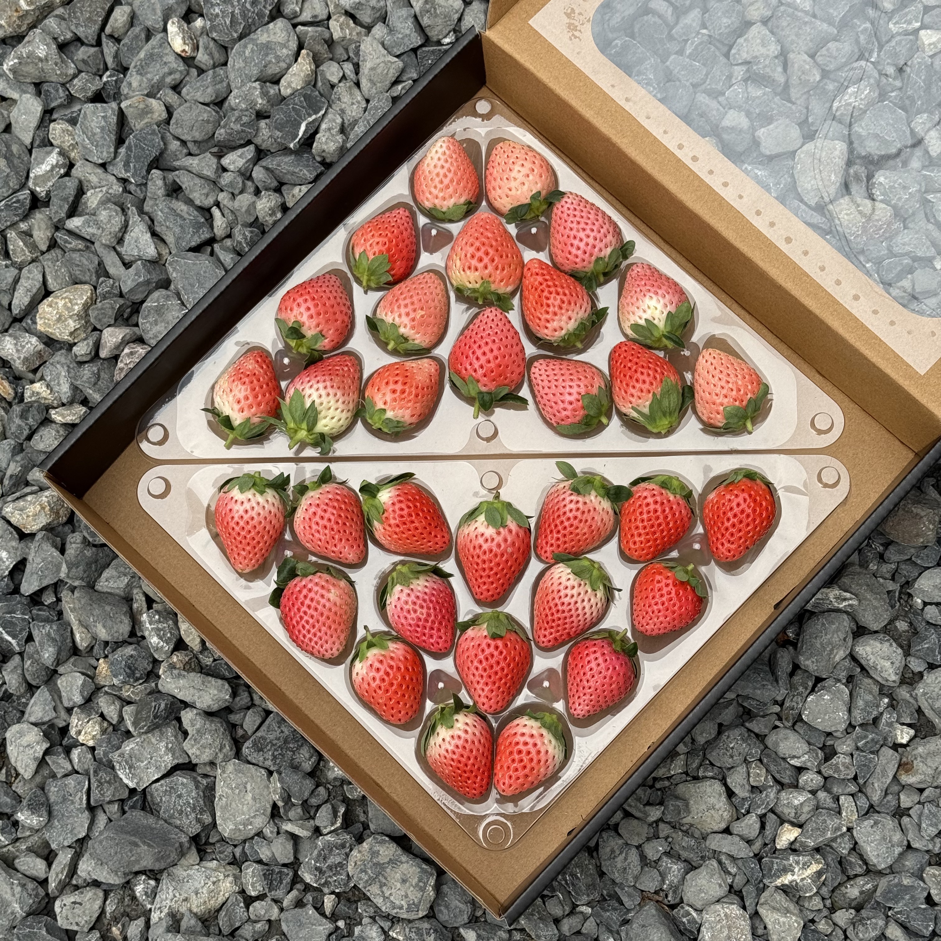 【露天种植】云南高原露天种植现摘现发粉玉草莓