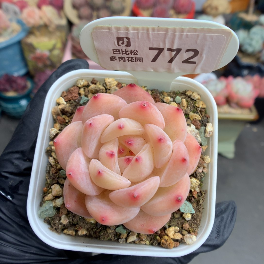 772 白桃多肉多肉