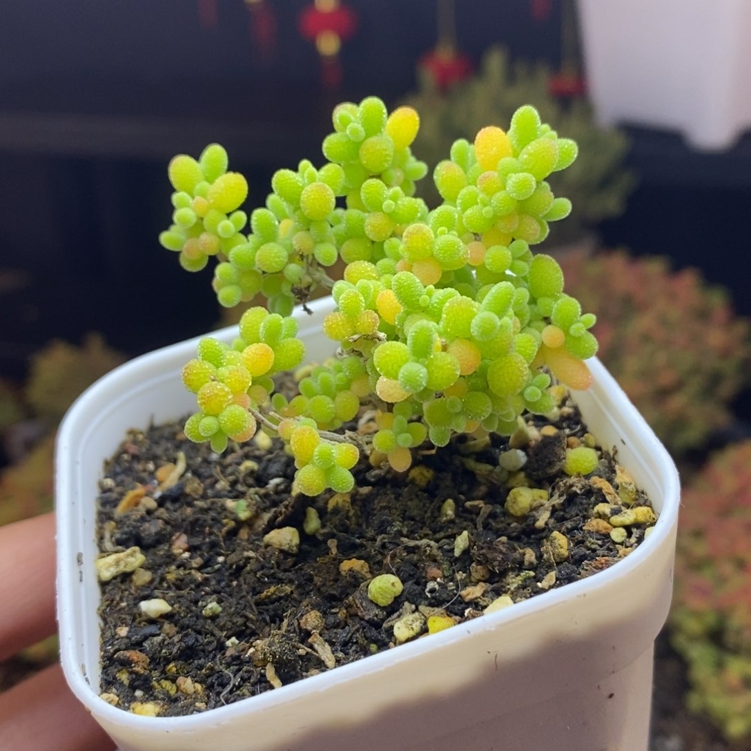 613号蜜橘糖球枝干