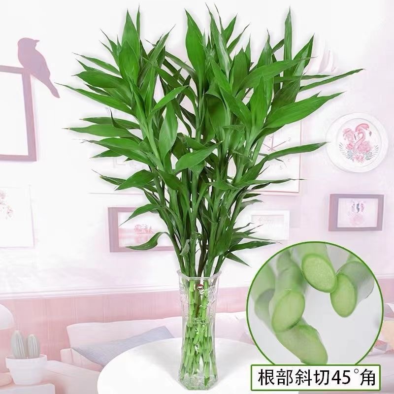 富贵竹水培植物中竹发货居家生长厨房花卉绿植花生长节节高养活