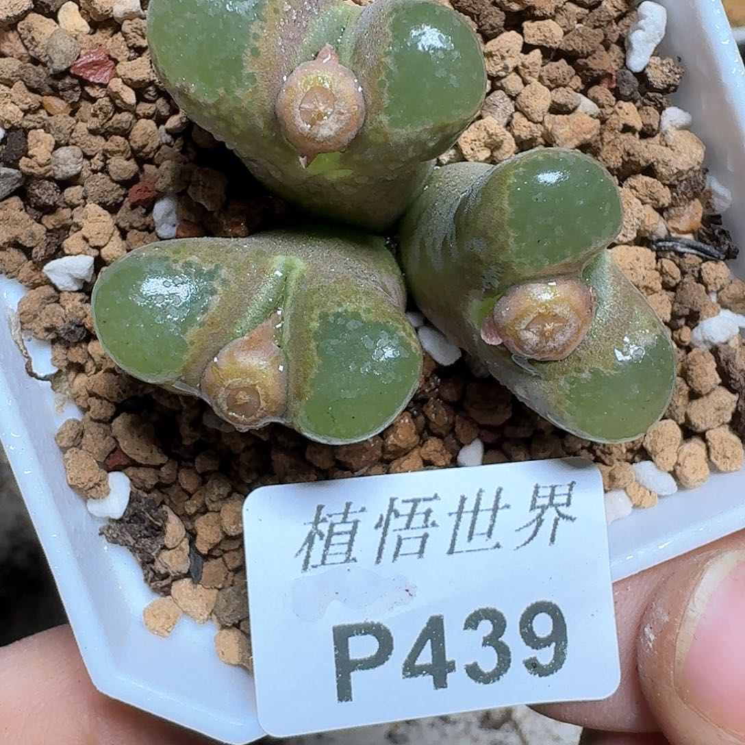 539号多肉植物哇f g h