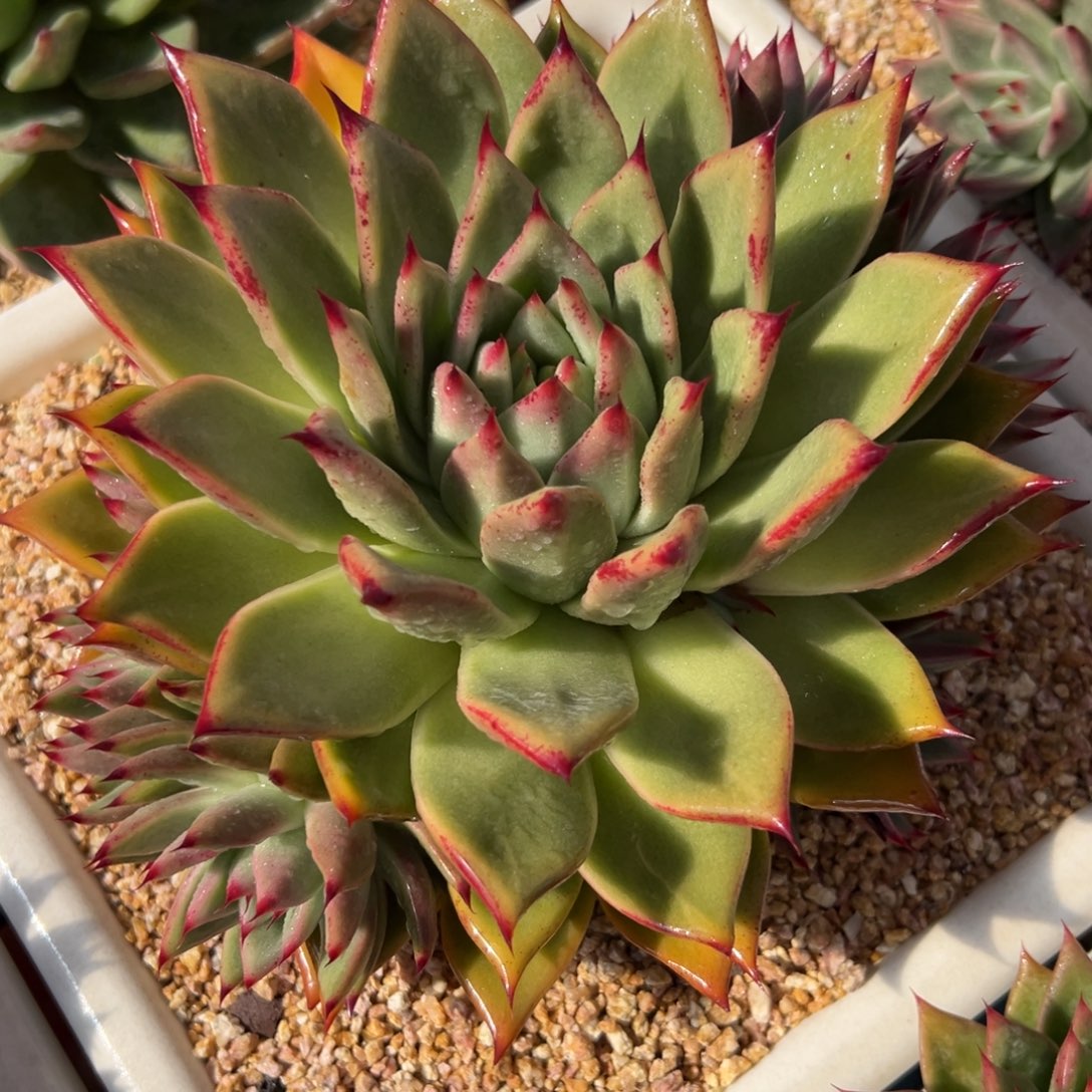 多肉植物一物一拍（90号）