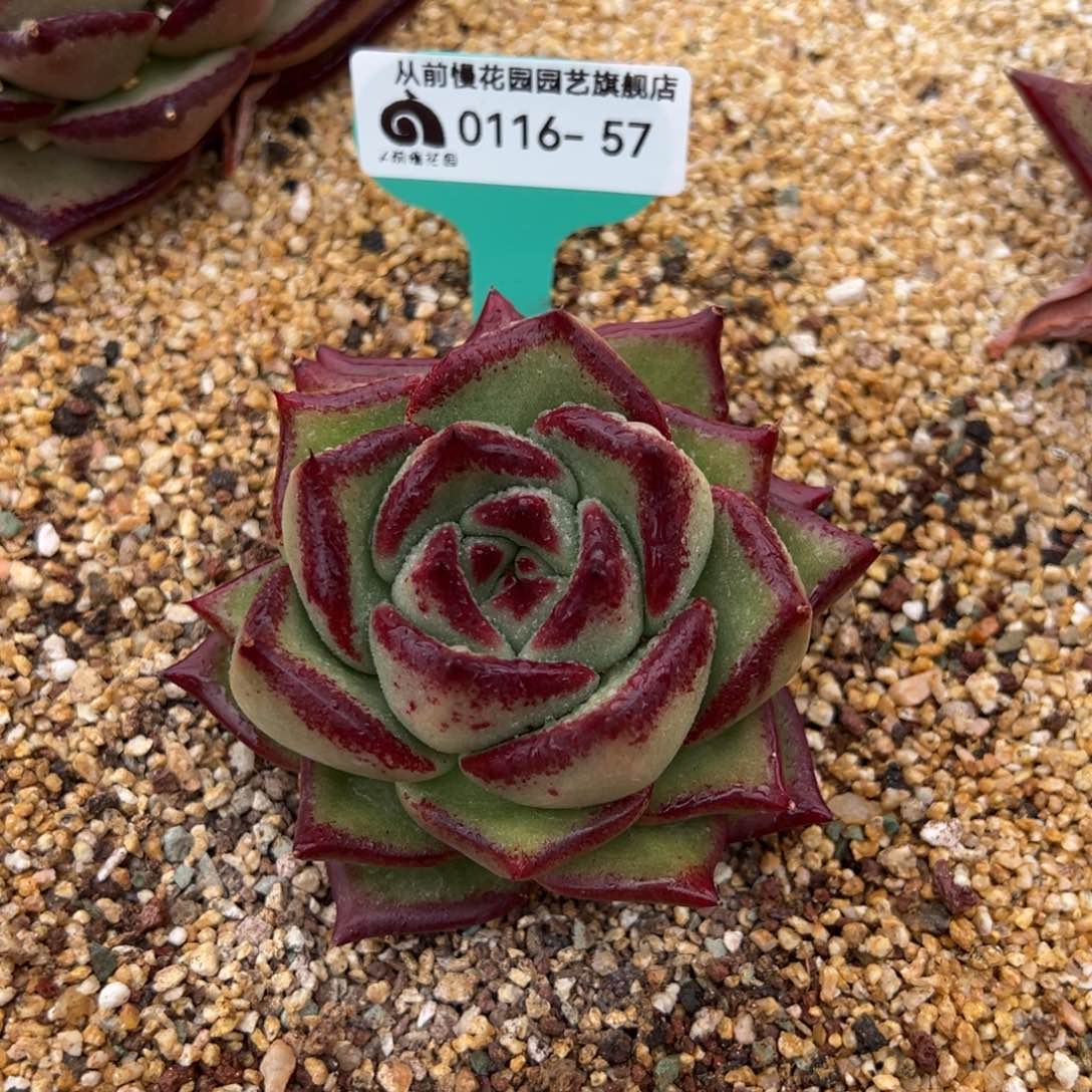 从前慢多肉精选编号0116.57