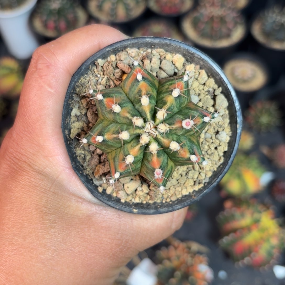 泰系乌贼a后代仙人球22号