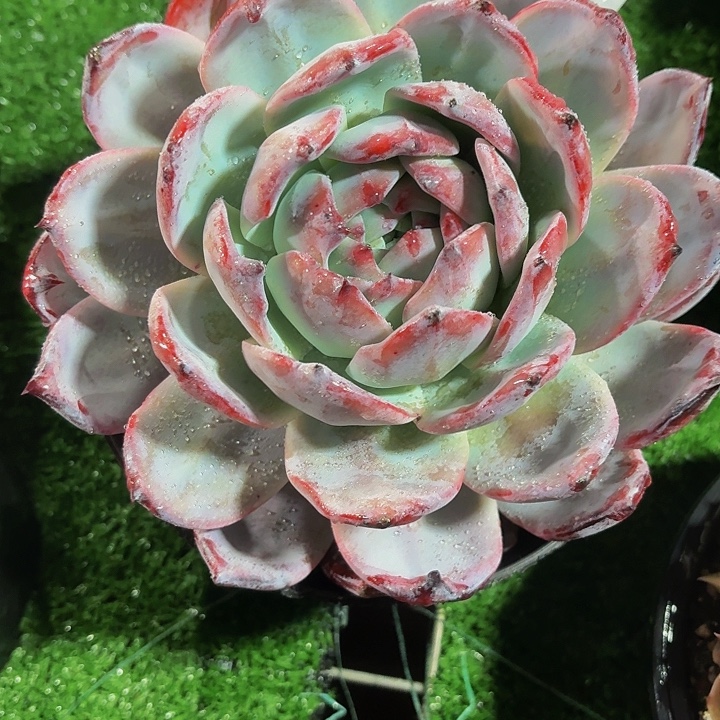 江****丽娟花卉祖母绿优选