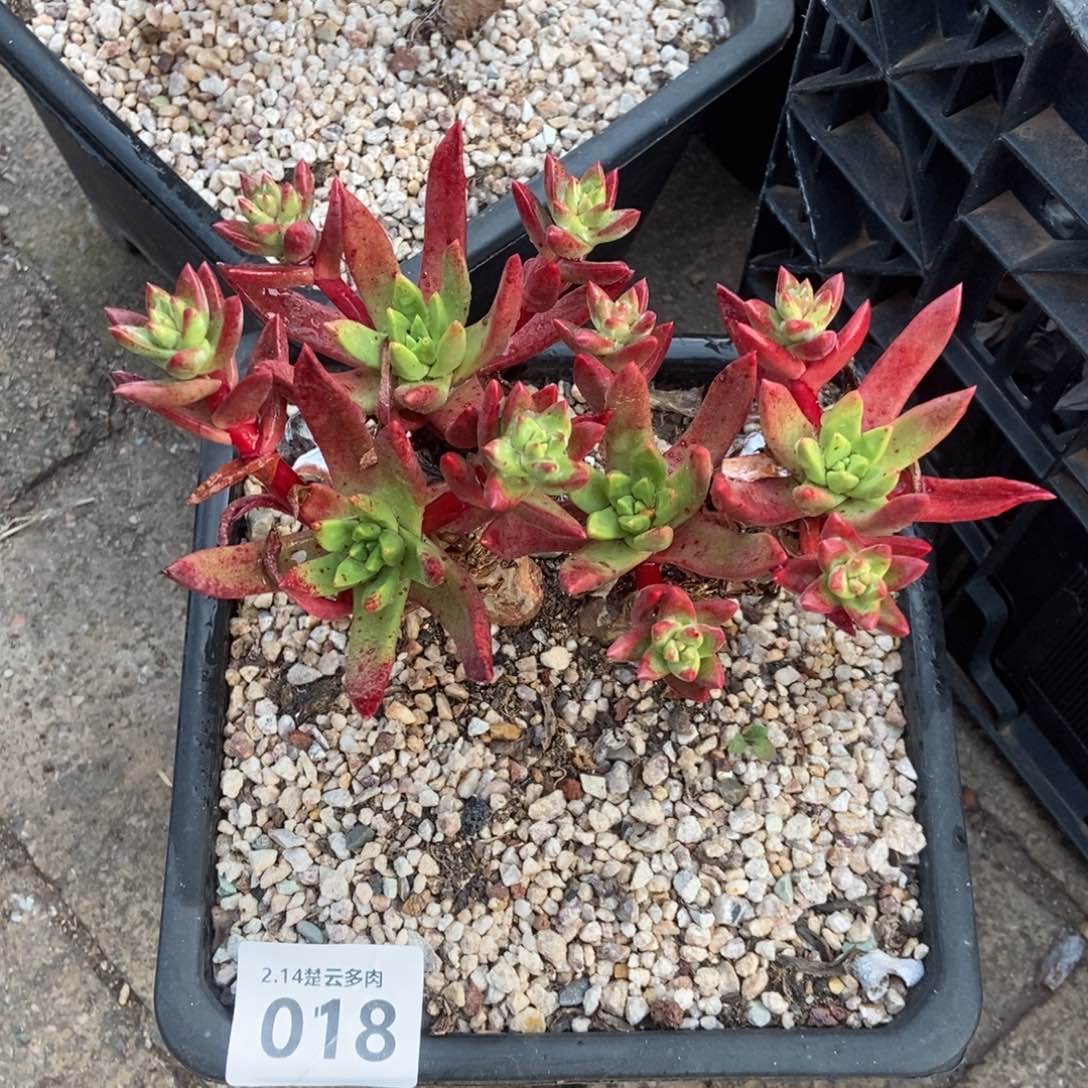 018多肉植物啦啦啦