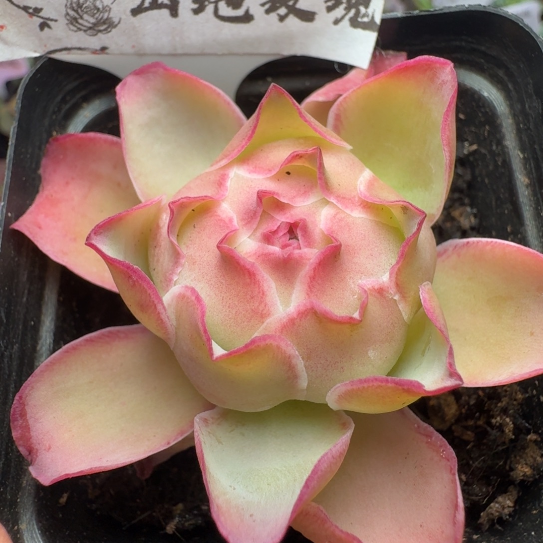 楹楹-361-冠幅  6cm