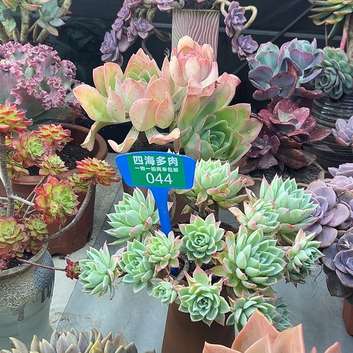 国***爱三色锦多肉植物精华044