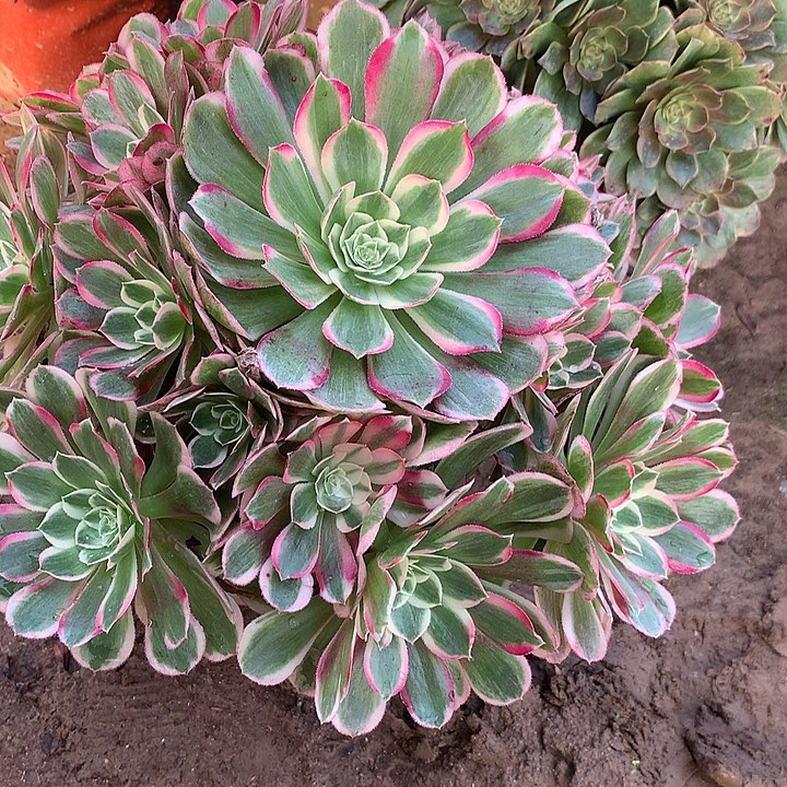 多肉植物火笼果7号