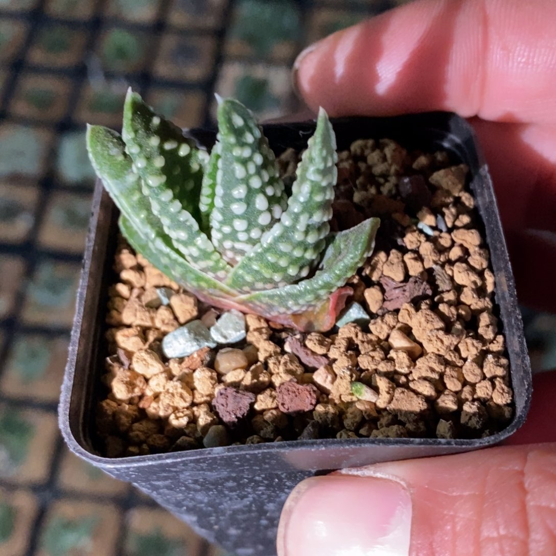 地上星硬叶一颗 元旦福利