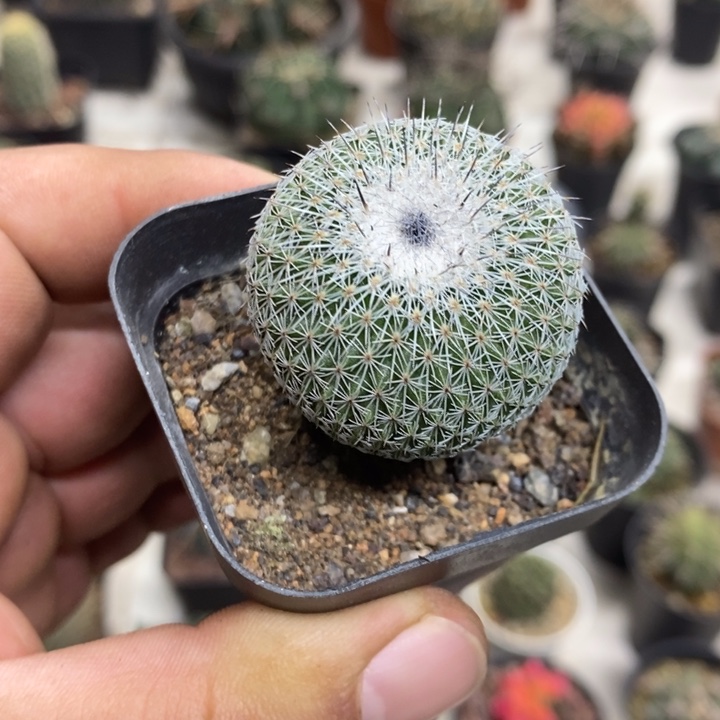 乌月丸特价福利包邮