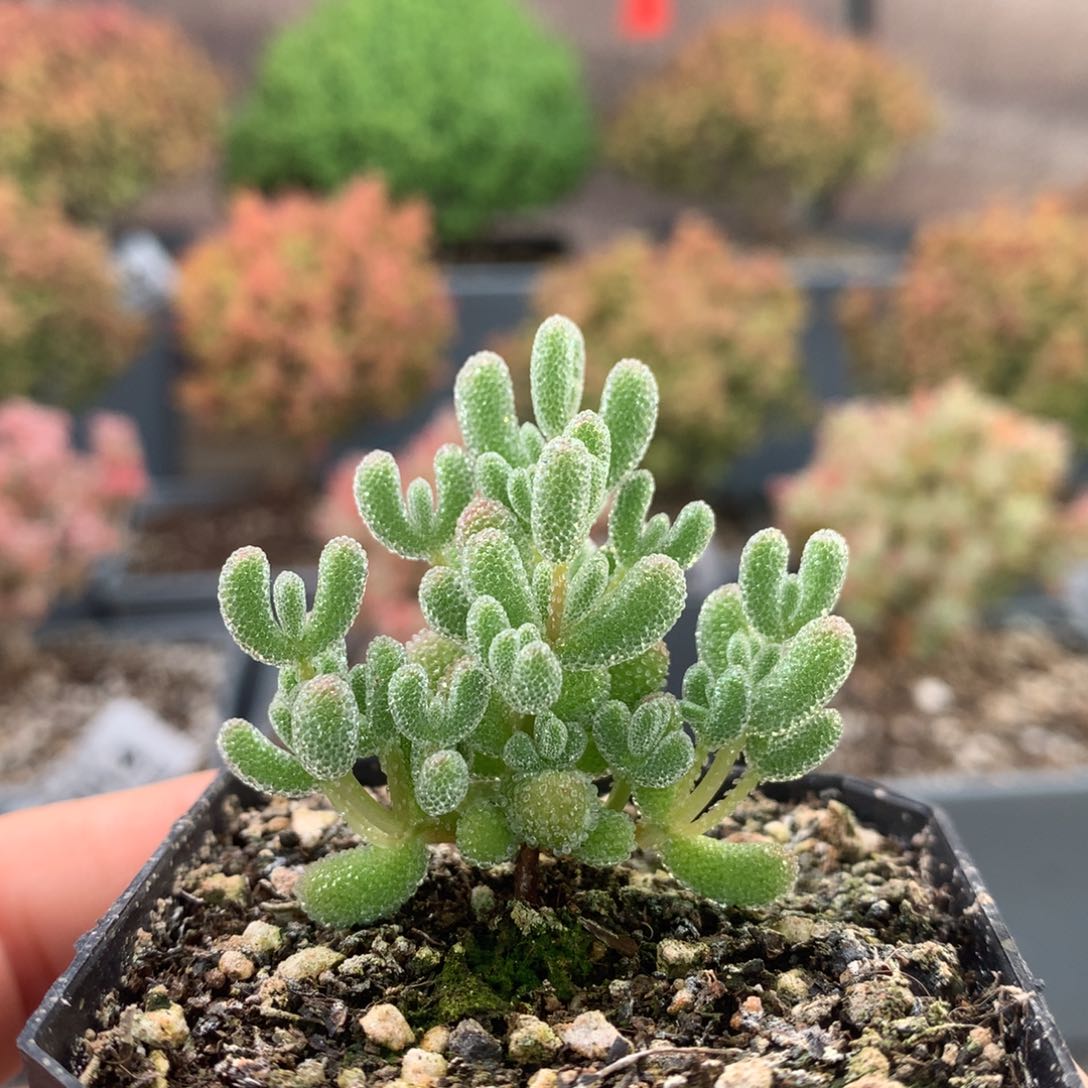 c058实生冰晶枝干番杏