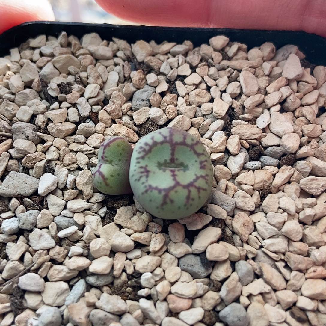 猴脸一颗双头包邮