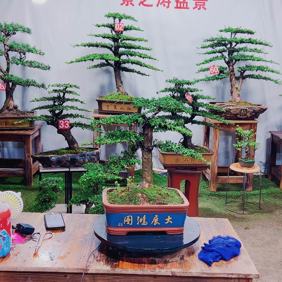 无花朵红芽珍珠罗汉松