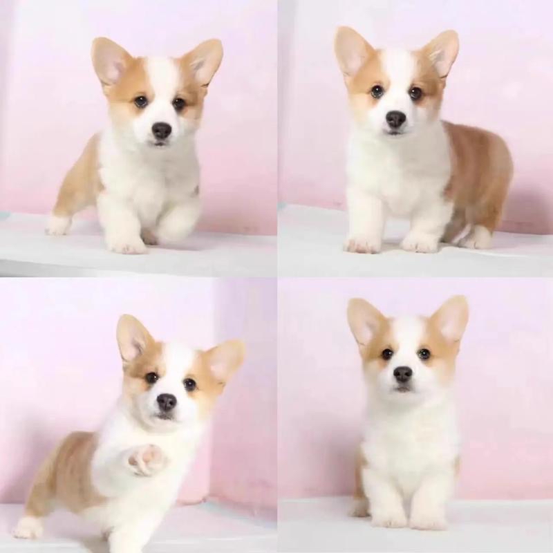 柯基幼犬，以直播间实物为准