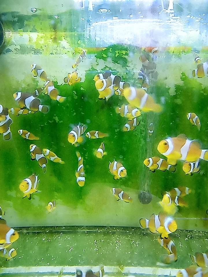 断纹开腮小丑鱼海水观赏鱼适合新手练手饲养