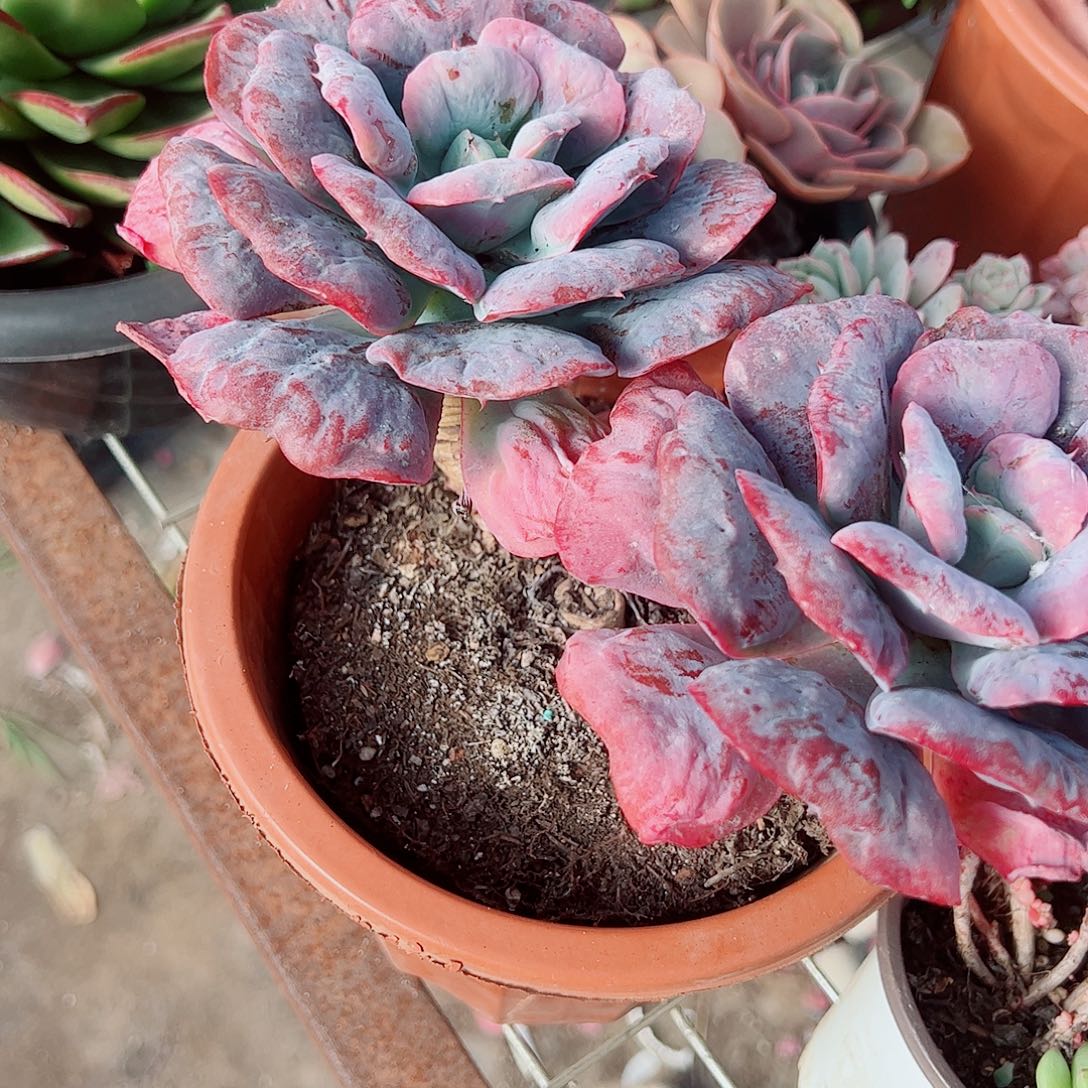 心之悦双头起发精品特价