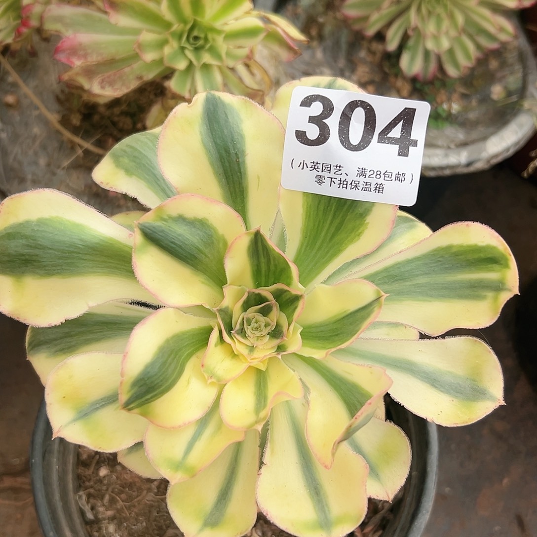 多肉植物304艳资法师