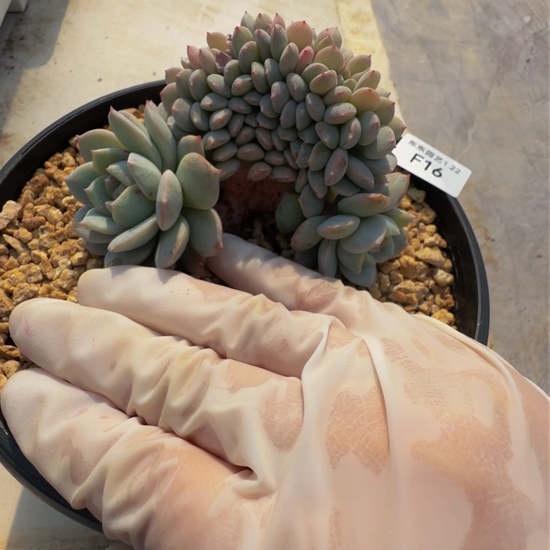 f f f f f f f f f f 16