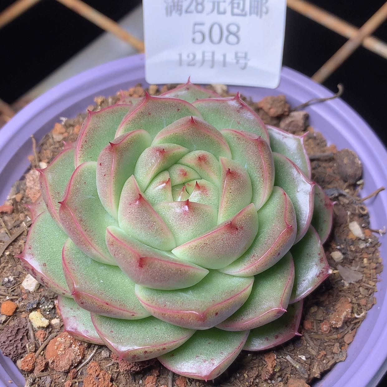 【闪购商品】云508号