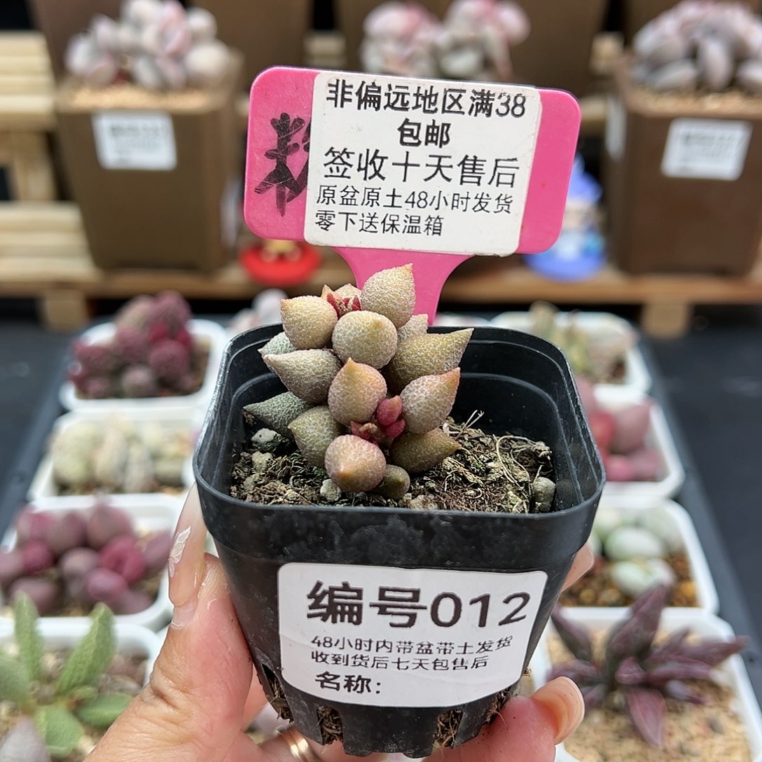 012小辣椒多肉植物