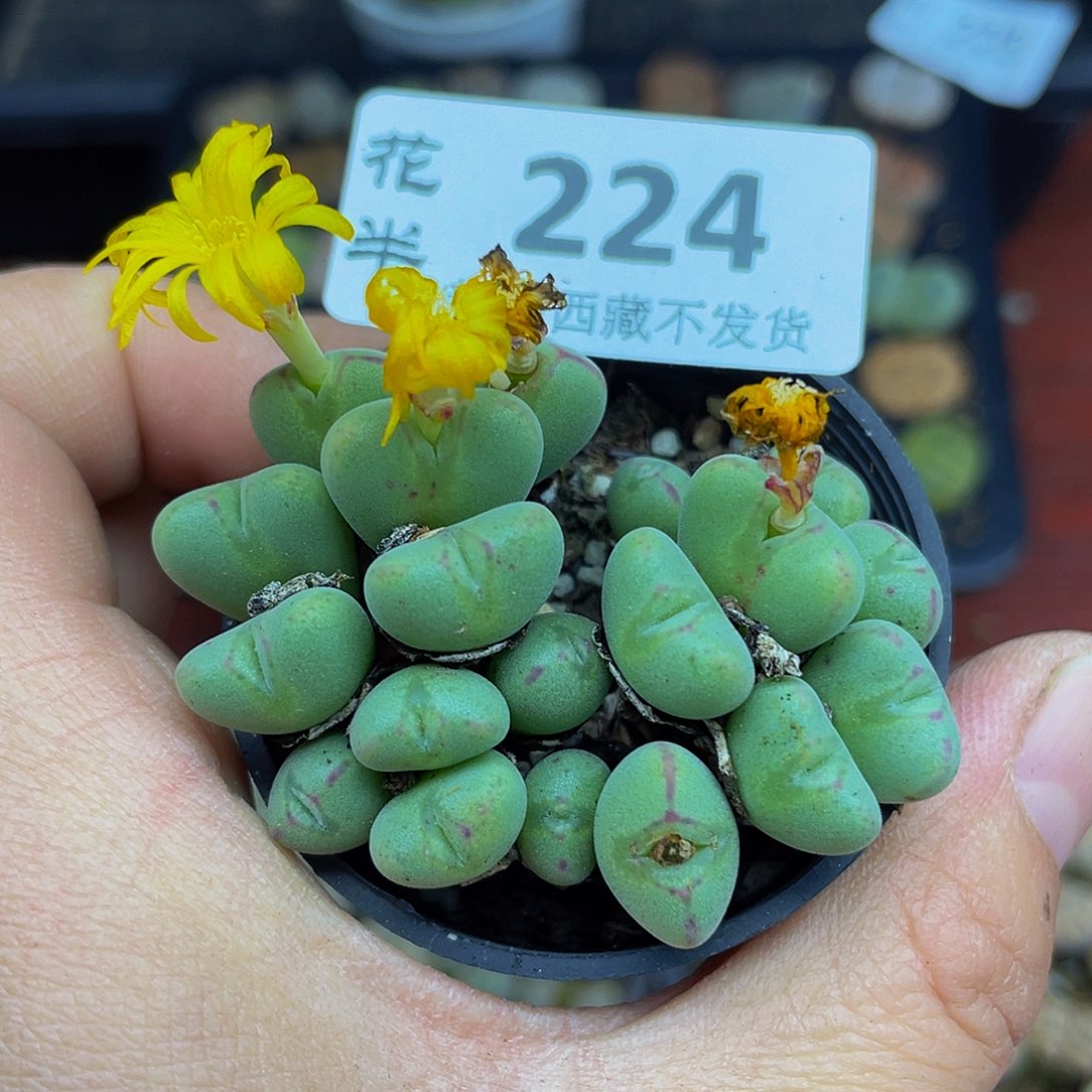 22400000花啊花花花花