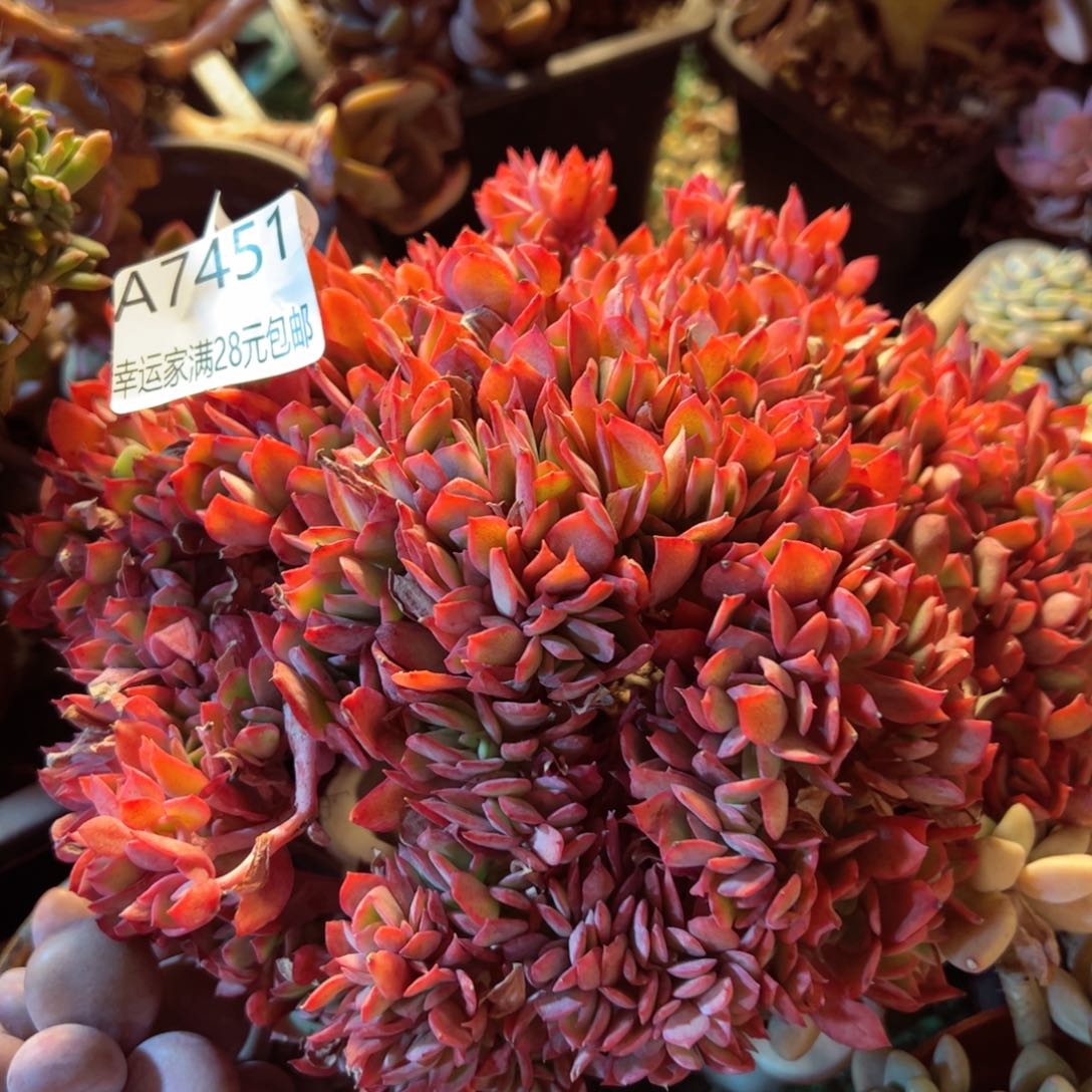 幸运的是我的朋友是